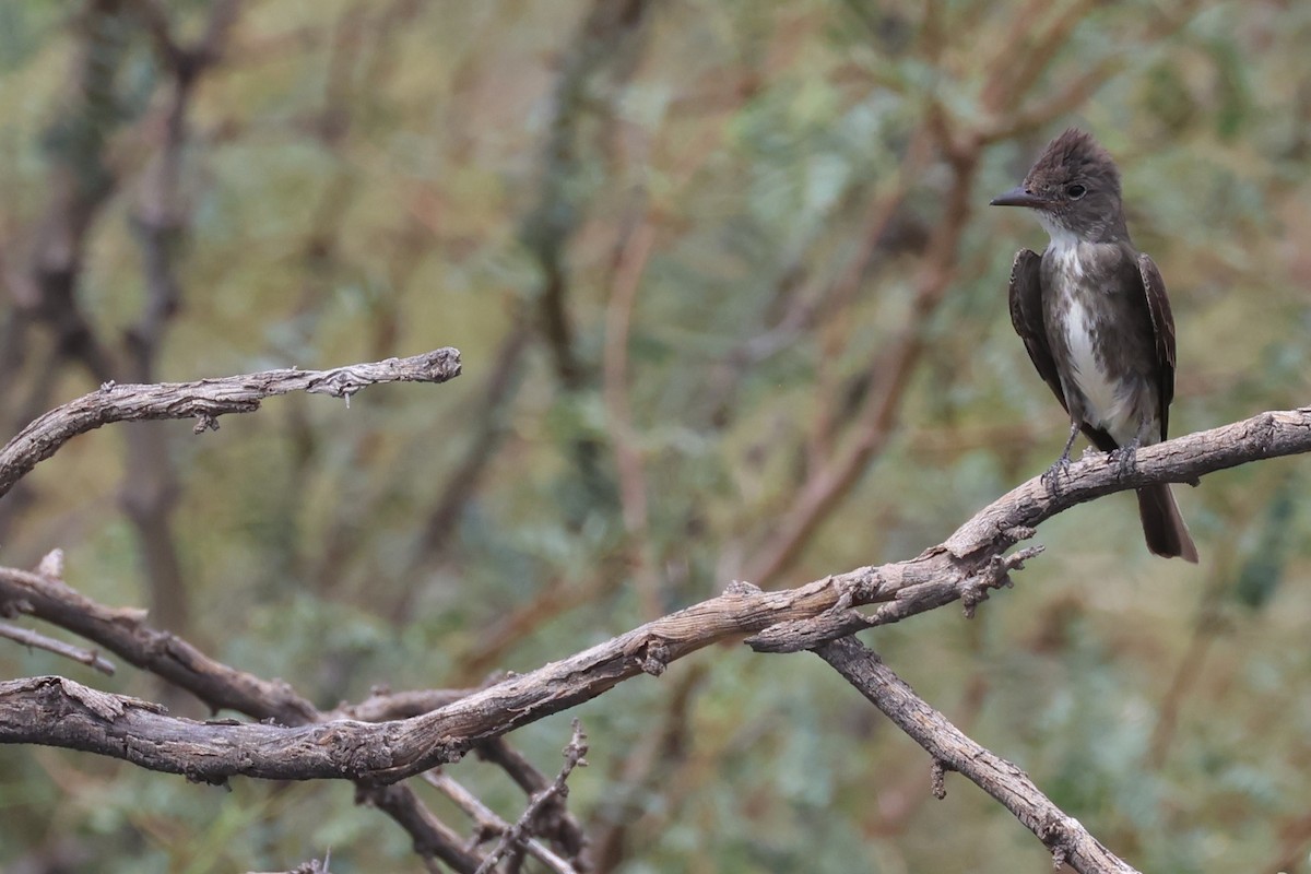 Olive-sided Flycatcher - ML623040424