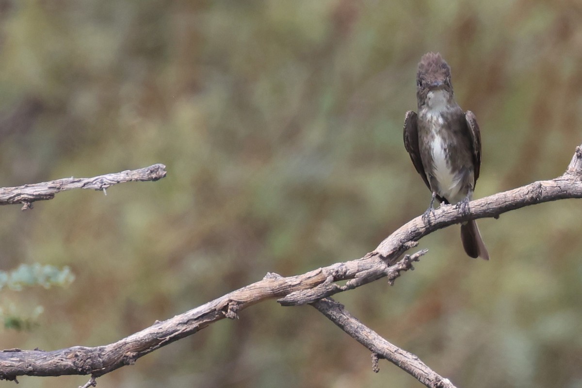 Olive-sided Flycatcher - ML623040427