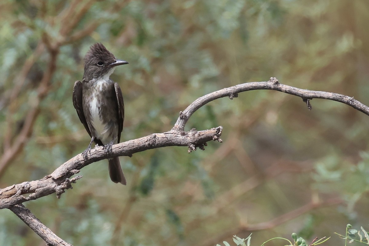 Olive-sided Flycatcher - ML623040437