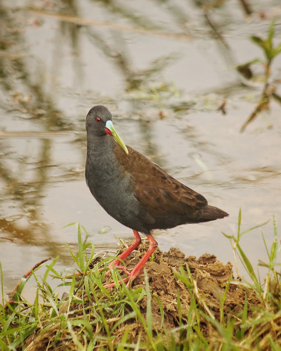 Plumbeous Rail - ML623040469