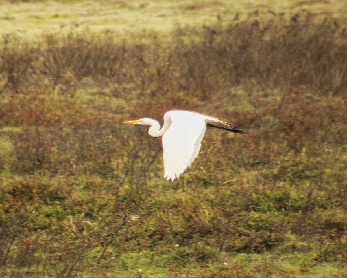 Grande Aigrette (egretta) - ML623040487