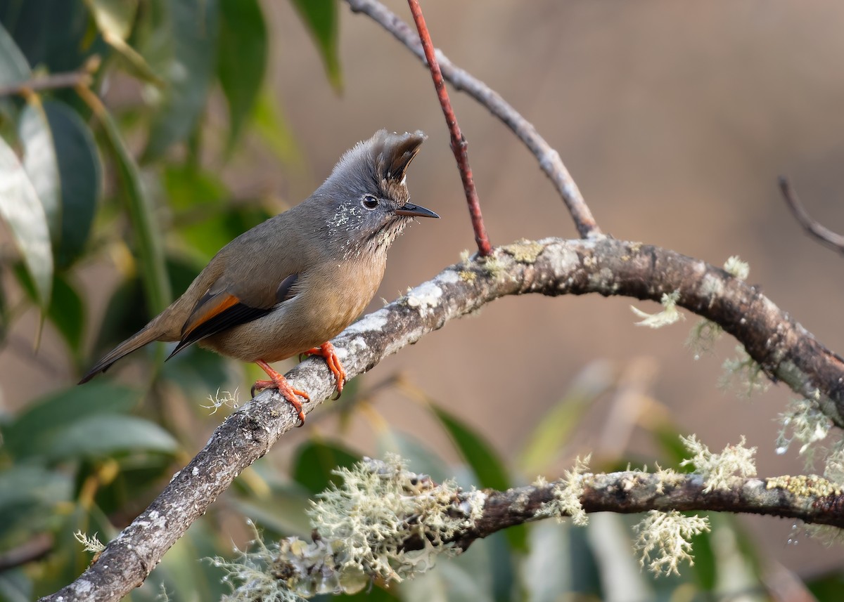 stripestrupeyuhina - ML623040495