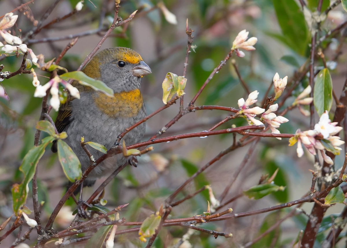 Crimson-browed Finch - ML623040534