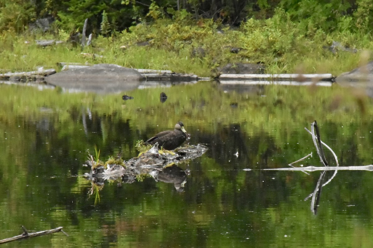American Black Duck - ML623040557