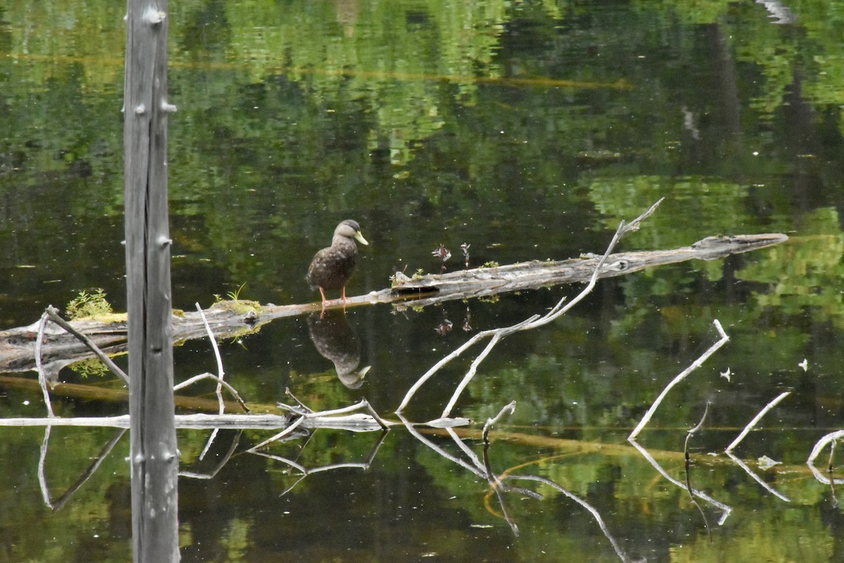 American Black Duck - ML623040558