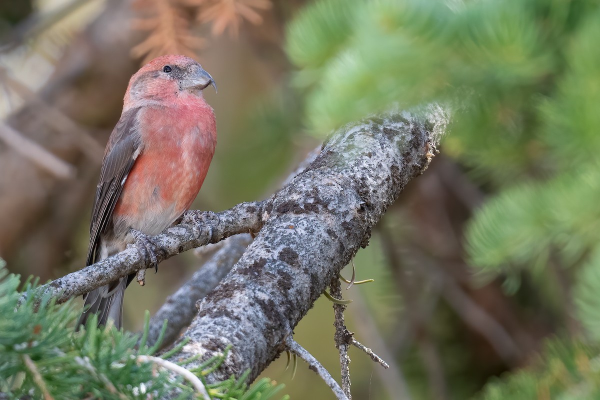 Cassia Crossbill - ML623040574