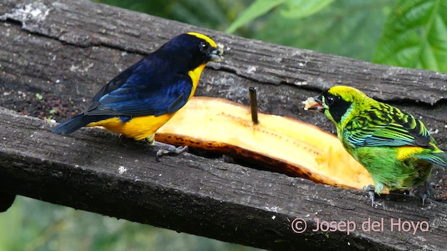 Thick-billed Euphonia (Black-tailed) - ML623040598