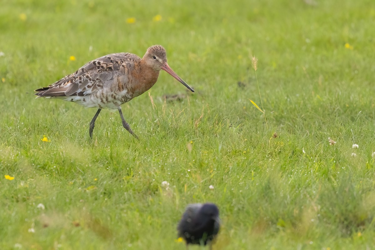 Грицик великий (підвид limosa) - ML623040734