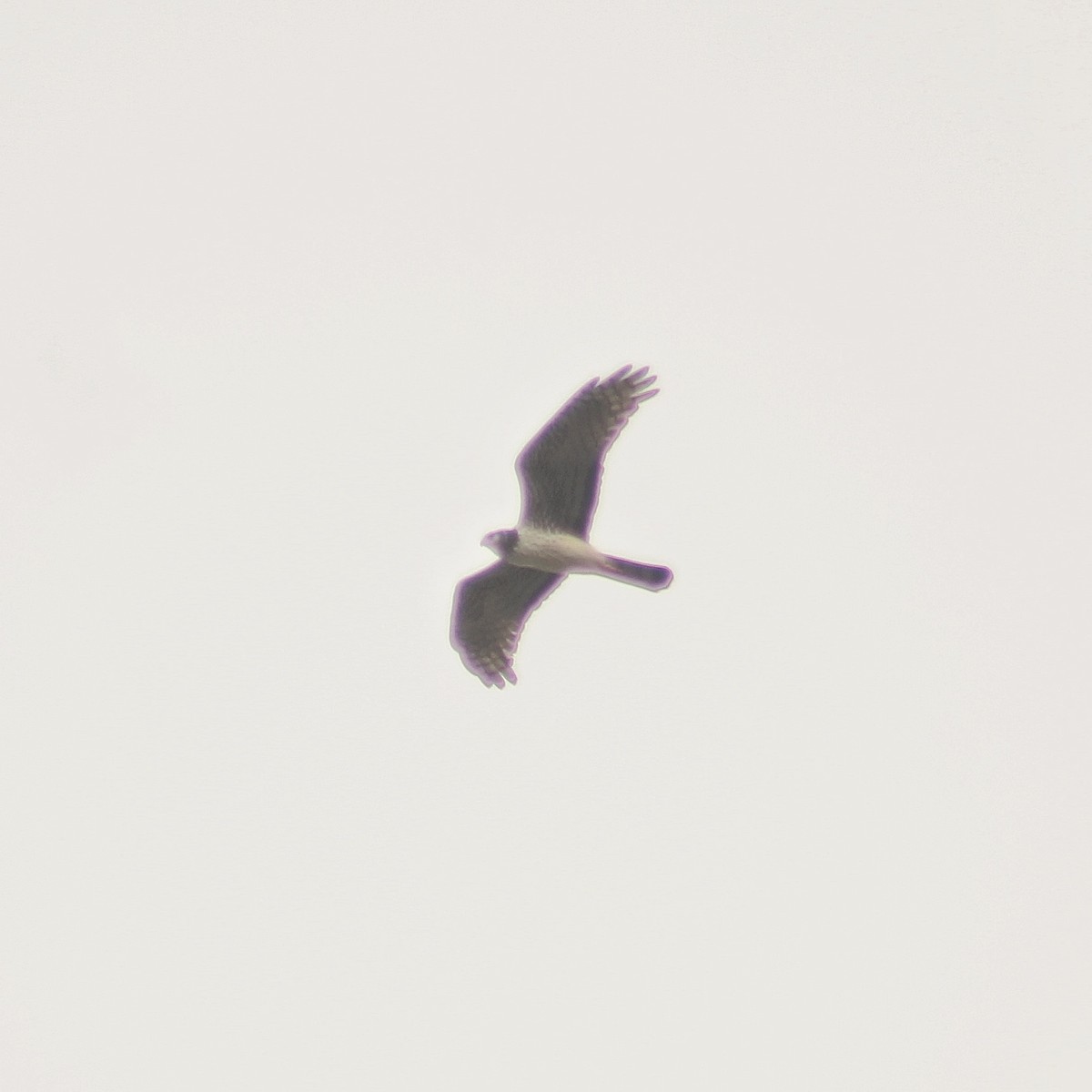 Long-winged Harrier - ML623040741