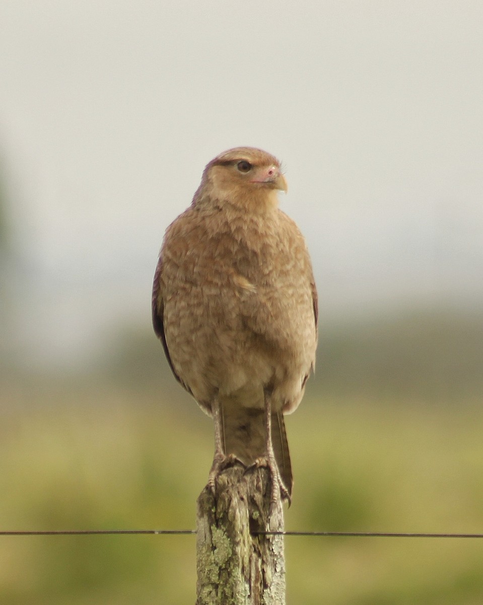 Chimango Caracara - ML623040754