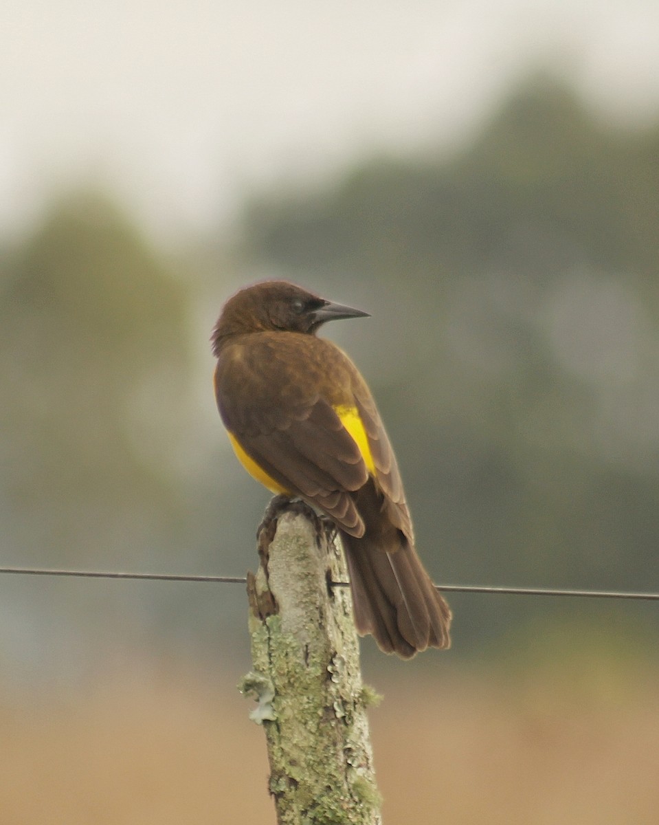 Yellow-rumped Marshbird - ML623040778