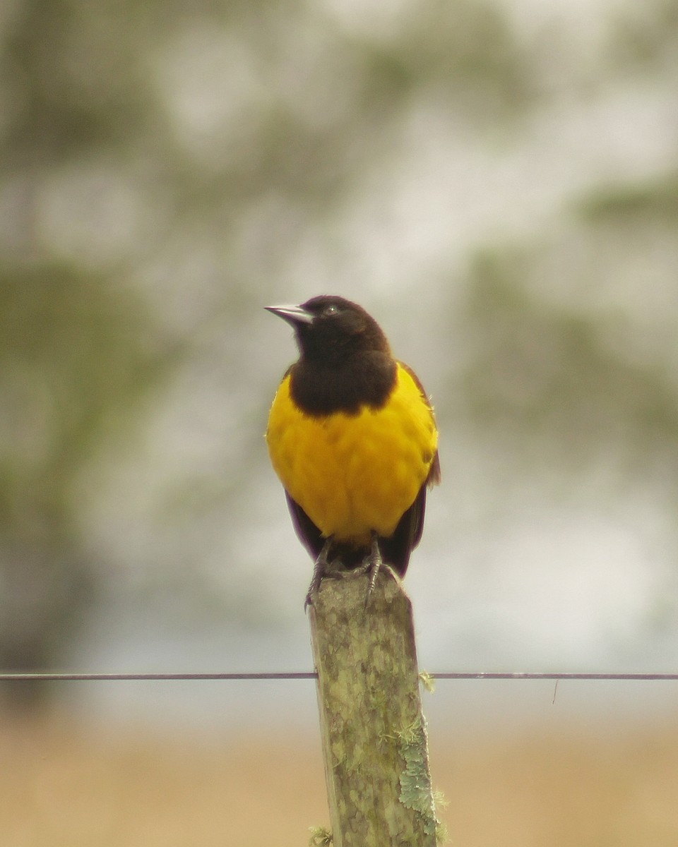 Yellow-rumped Marshbird - ML623040783