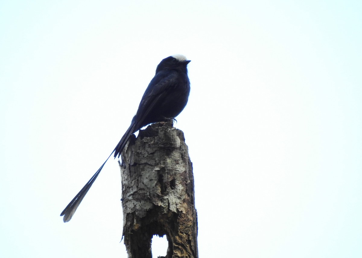 Long-tailed Tyrant - ML623040800