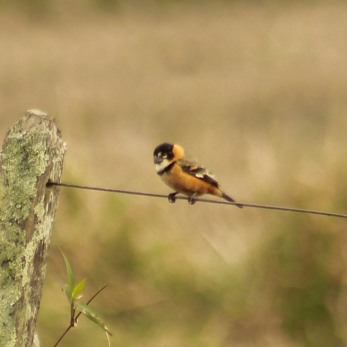 Rusty-collared Seedeater - ML623040803