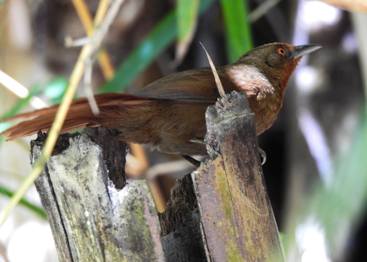 Orange-eyed Thornbird - Carlos Otávio Gussoni