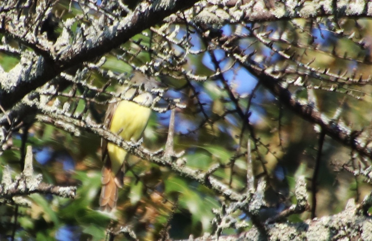 Great Crested Flycatcher - Betty Thomas