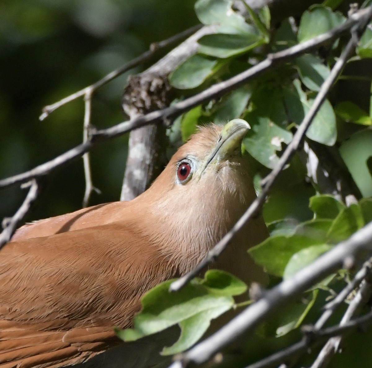 Squirrel Cuckoo - ML623040884