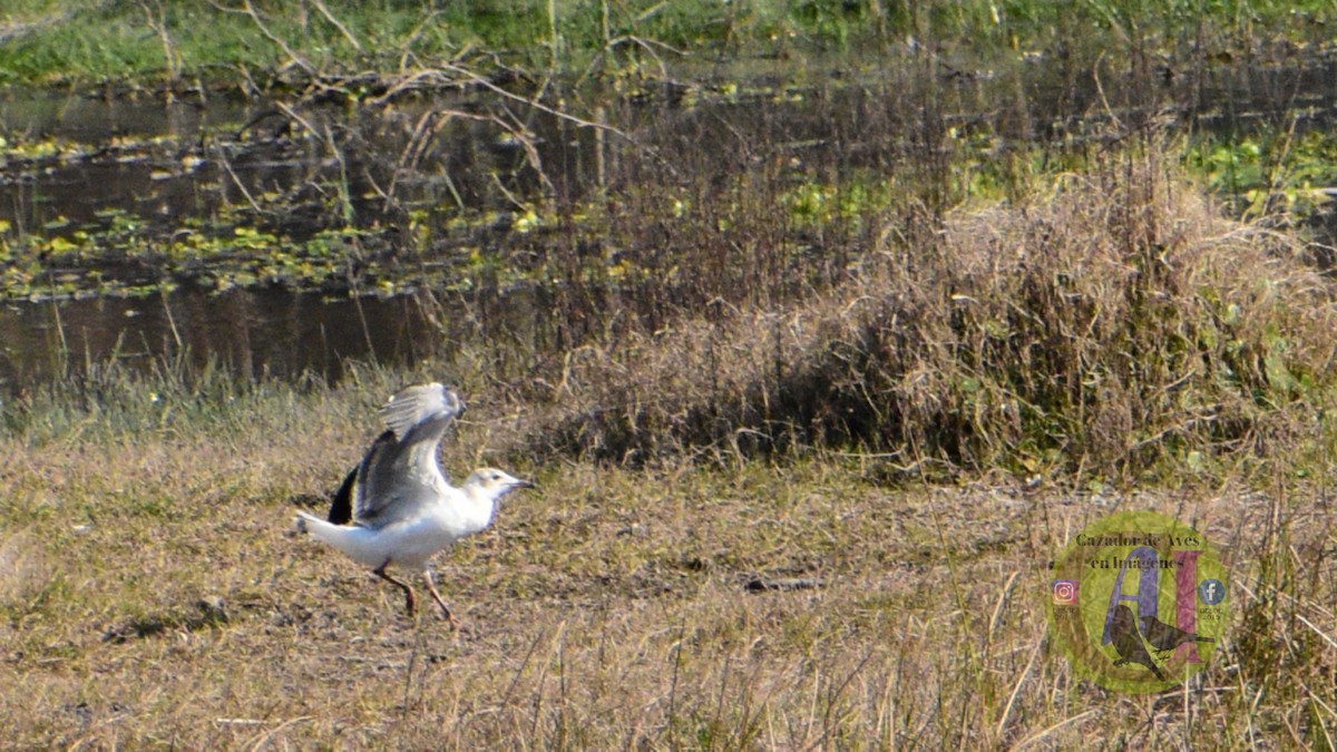 Gray-hooded Gull - ML623040924