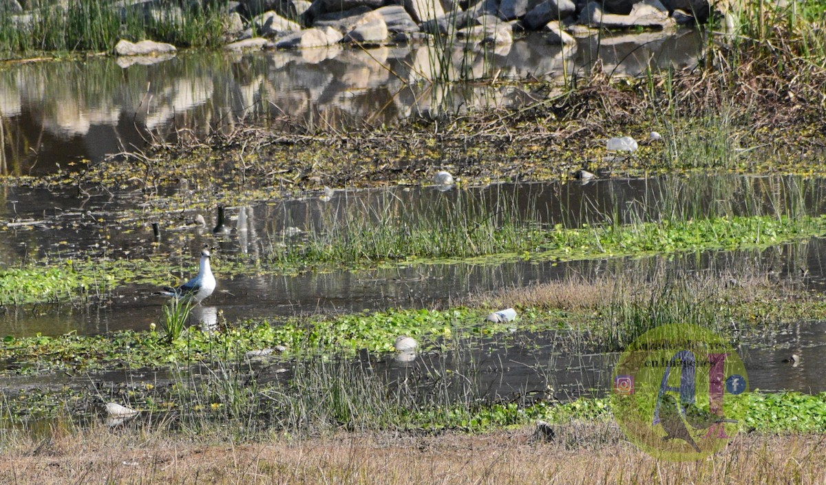 Gray-hooded Gull - ML623040925