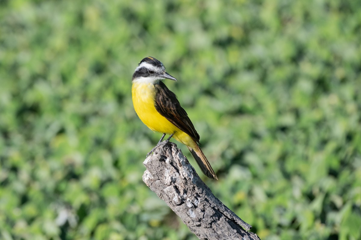 Lesser Kiskadee - ML623040926