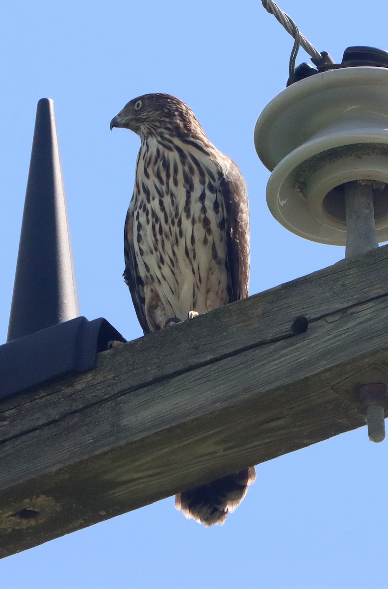 Cooper's Hawk - Greg Prelich