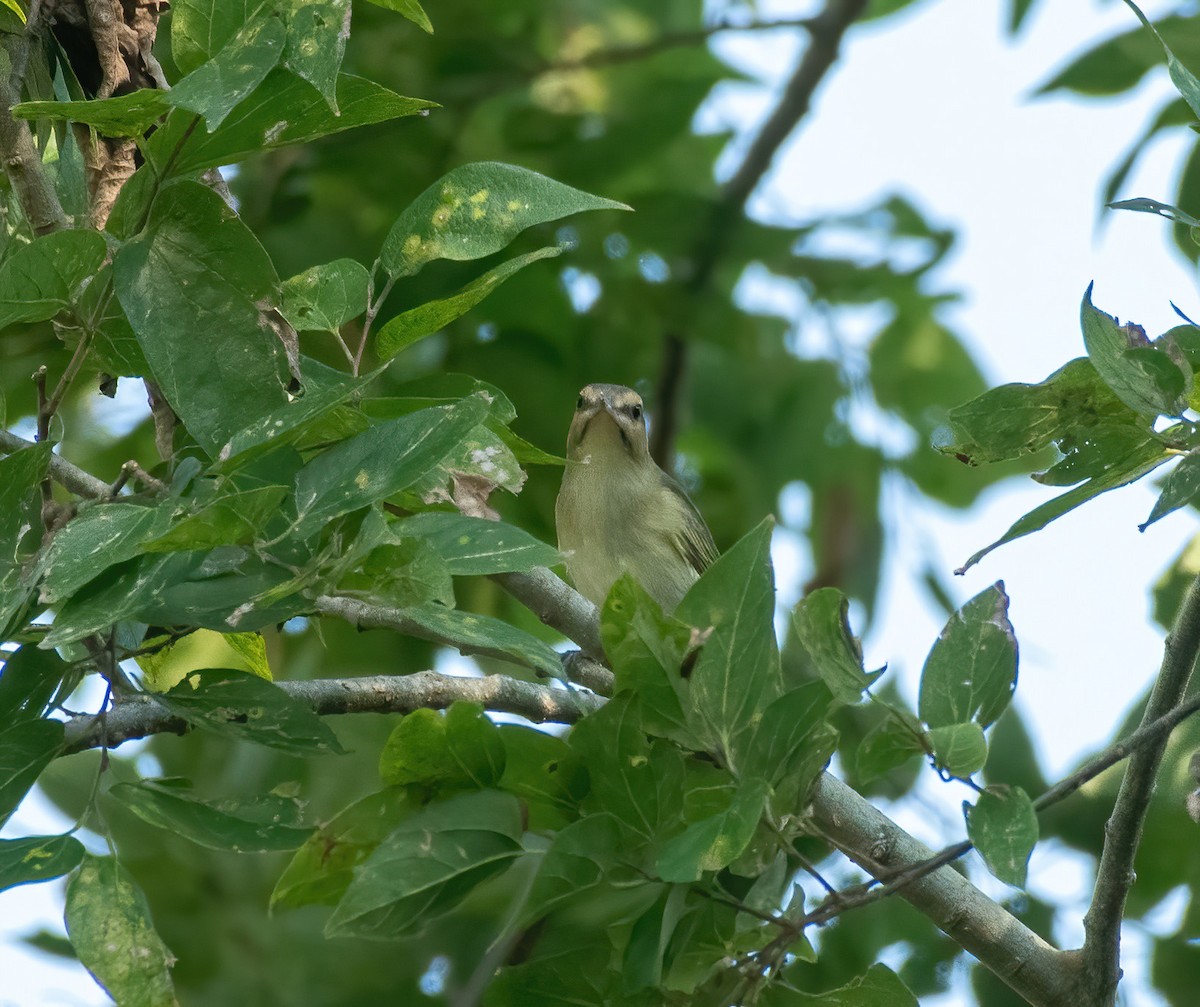 Black-whiskered Vireo - ML623040961