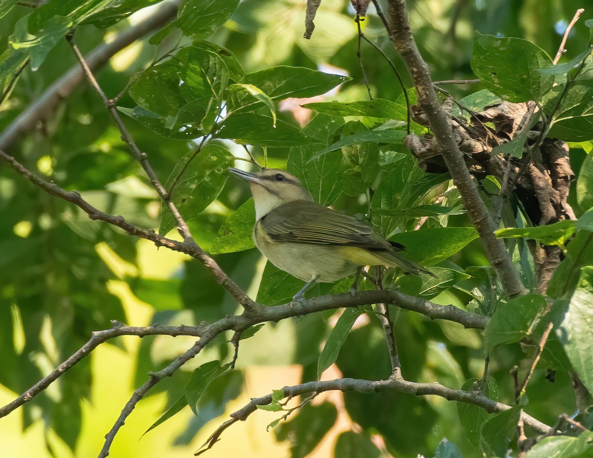 Black-whiskered Vireo - ML623040962