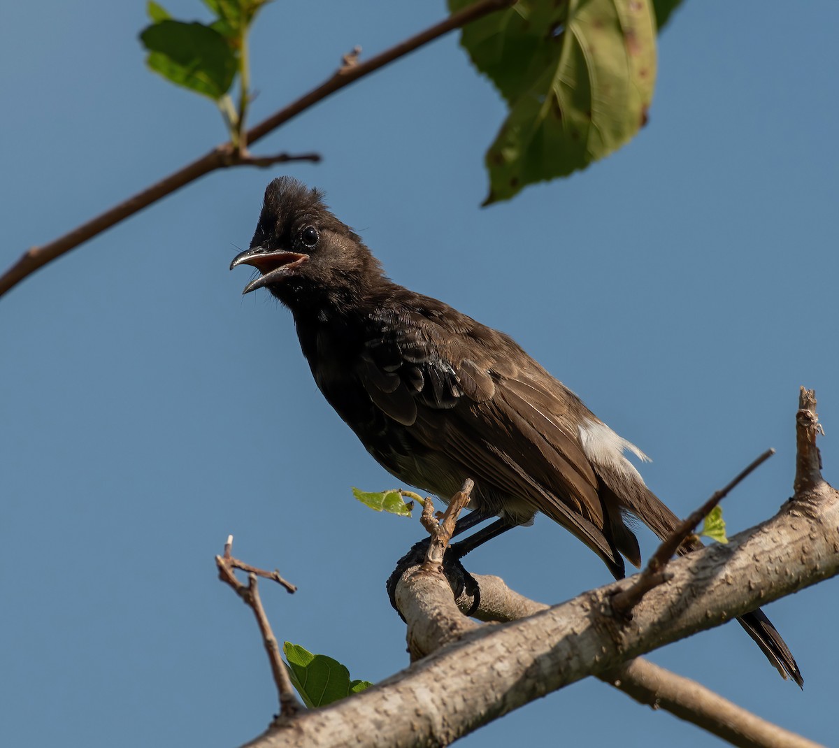 Red-vented Bulbul - ML623040988