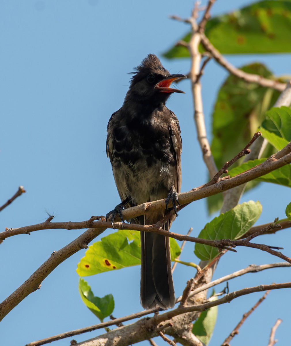 Red-vented Bulbul - ML623040990