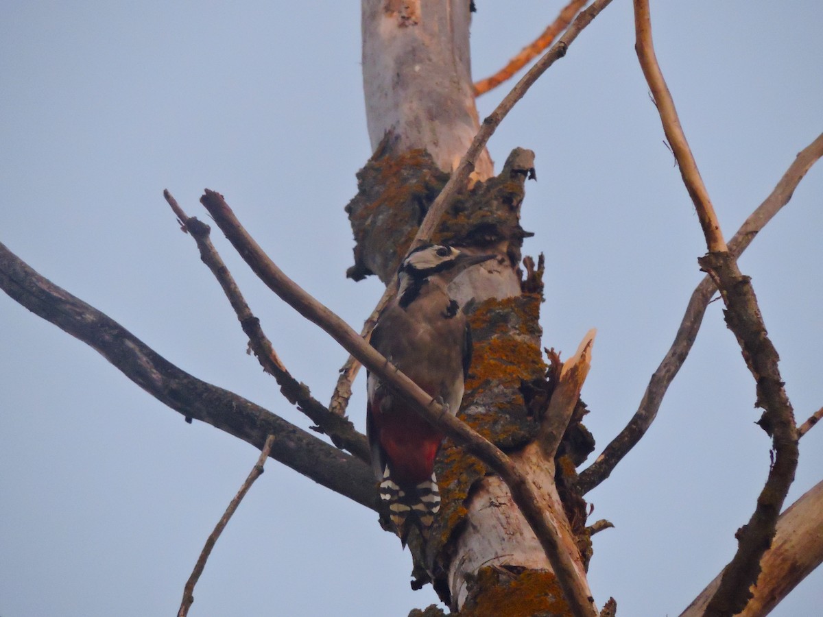 Great Spotted Woodpecker - ML623041008