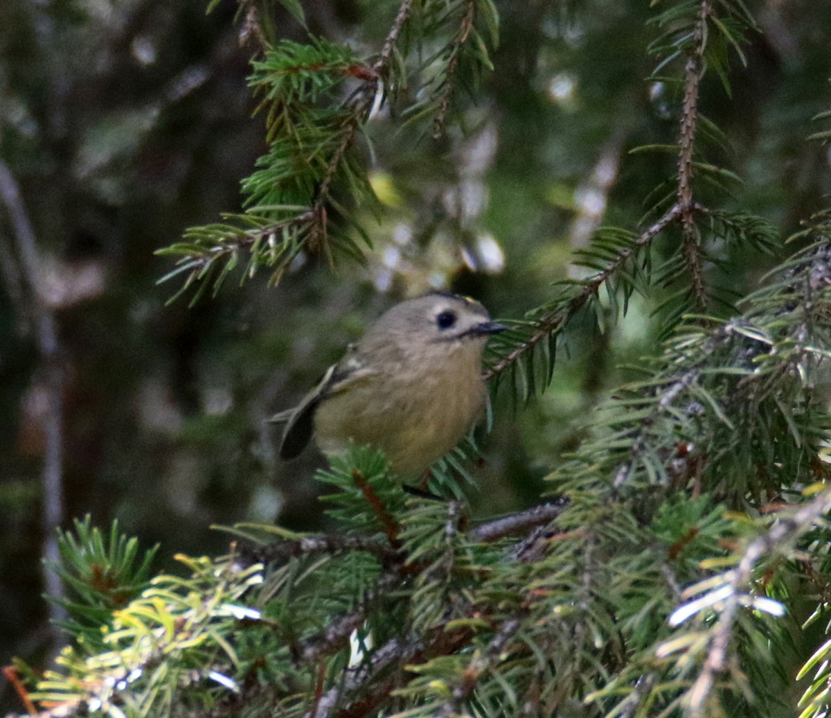 Goldcrest - ML623041031