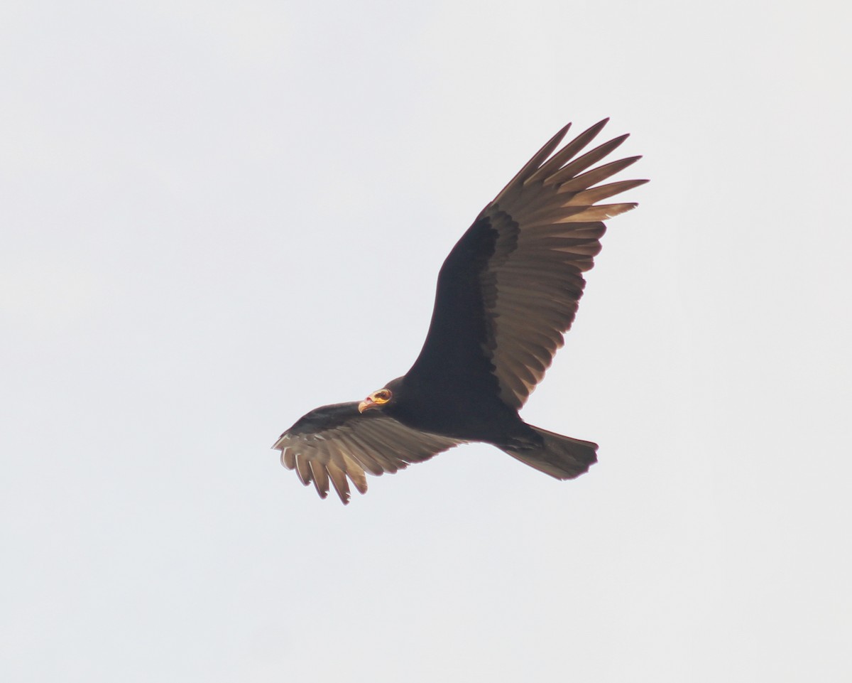 Lesser Yellow-headed Vulture - ML623041051