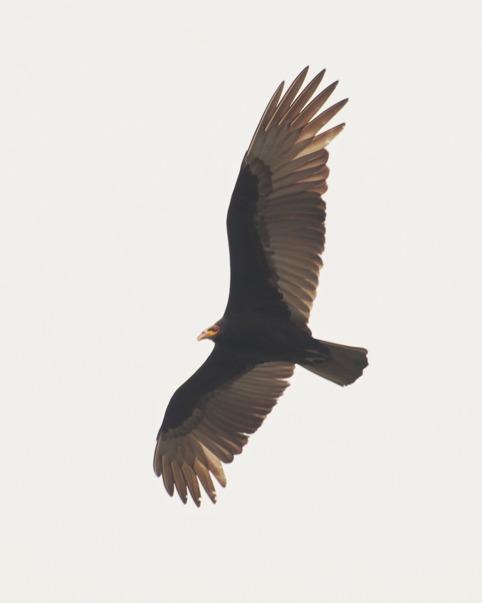 Lesser Yellow-headed Vulture - ML623041052