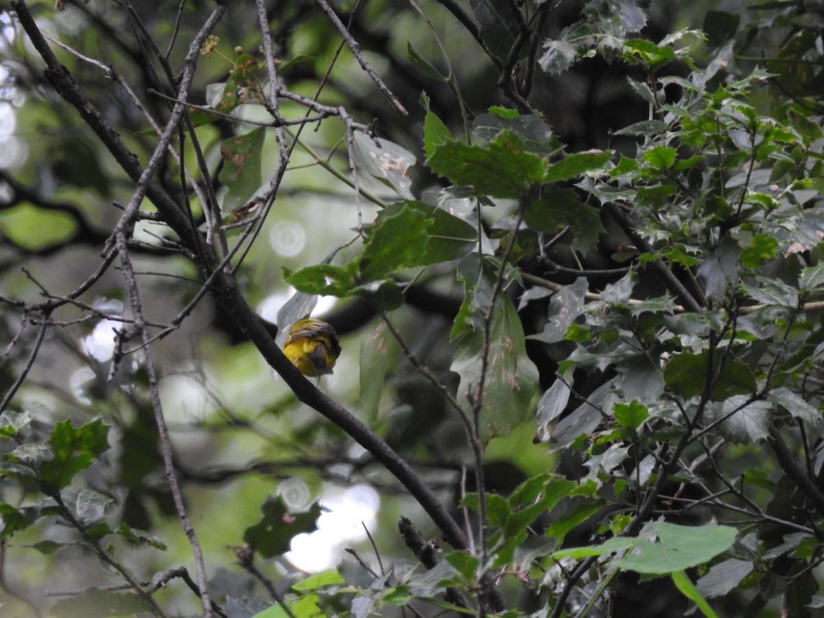 Gray-headed Canary-Flycatcher - ML623041110