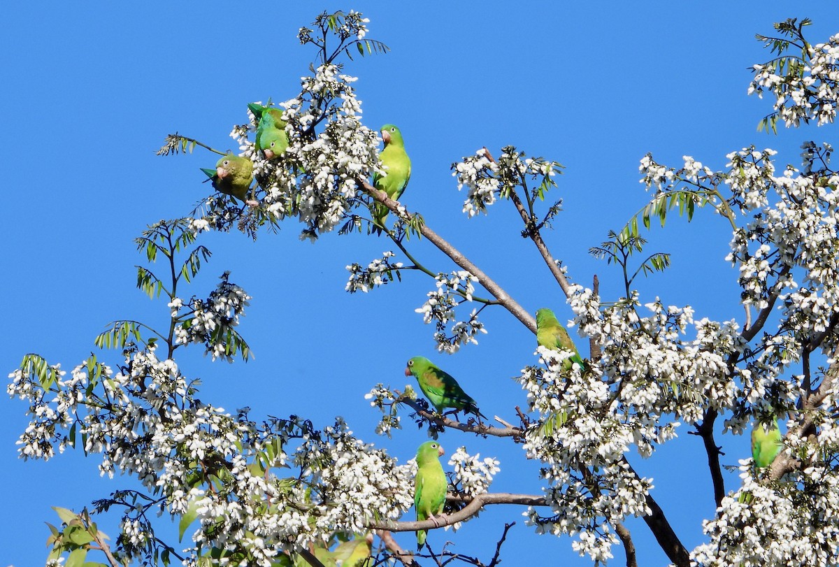 Orange-chinned Parakeet - ML623041121