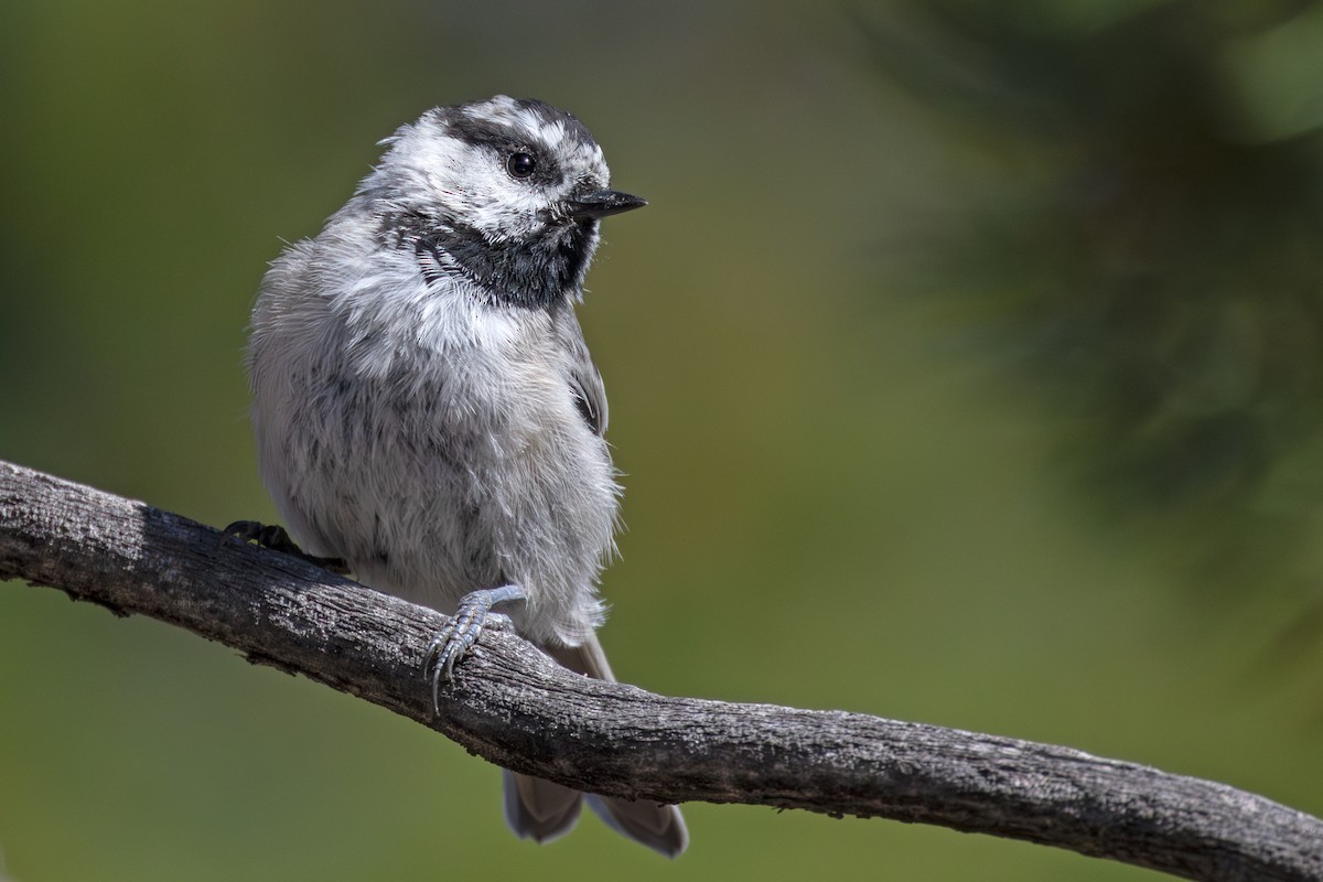 Mountain Chickadee - ML623041218