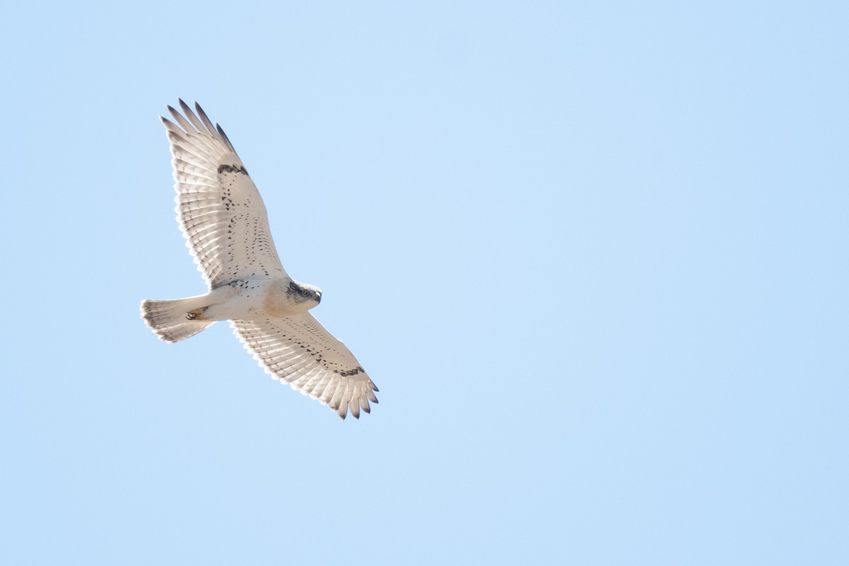 Ferruginous Hawk - ML623041235