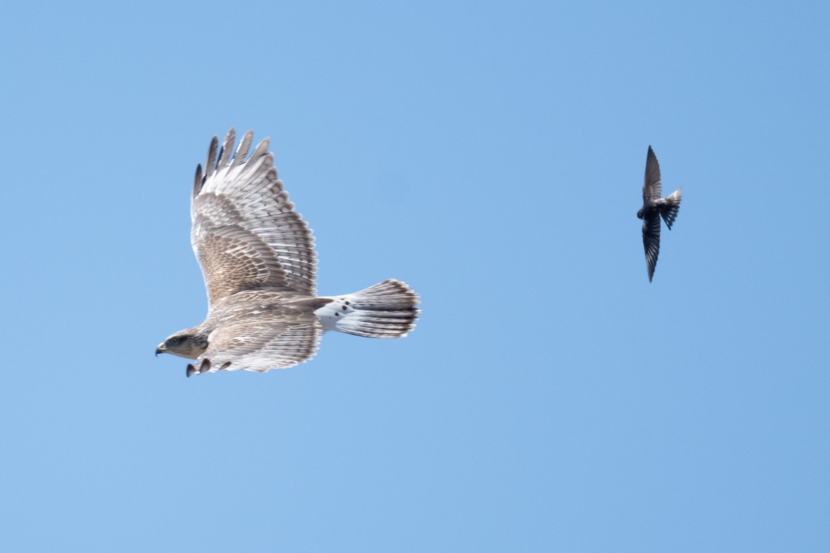 Ferruginous Hawk - ML623041236