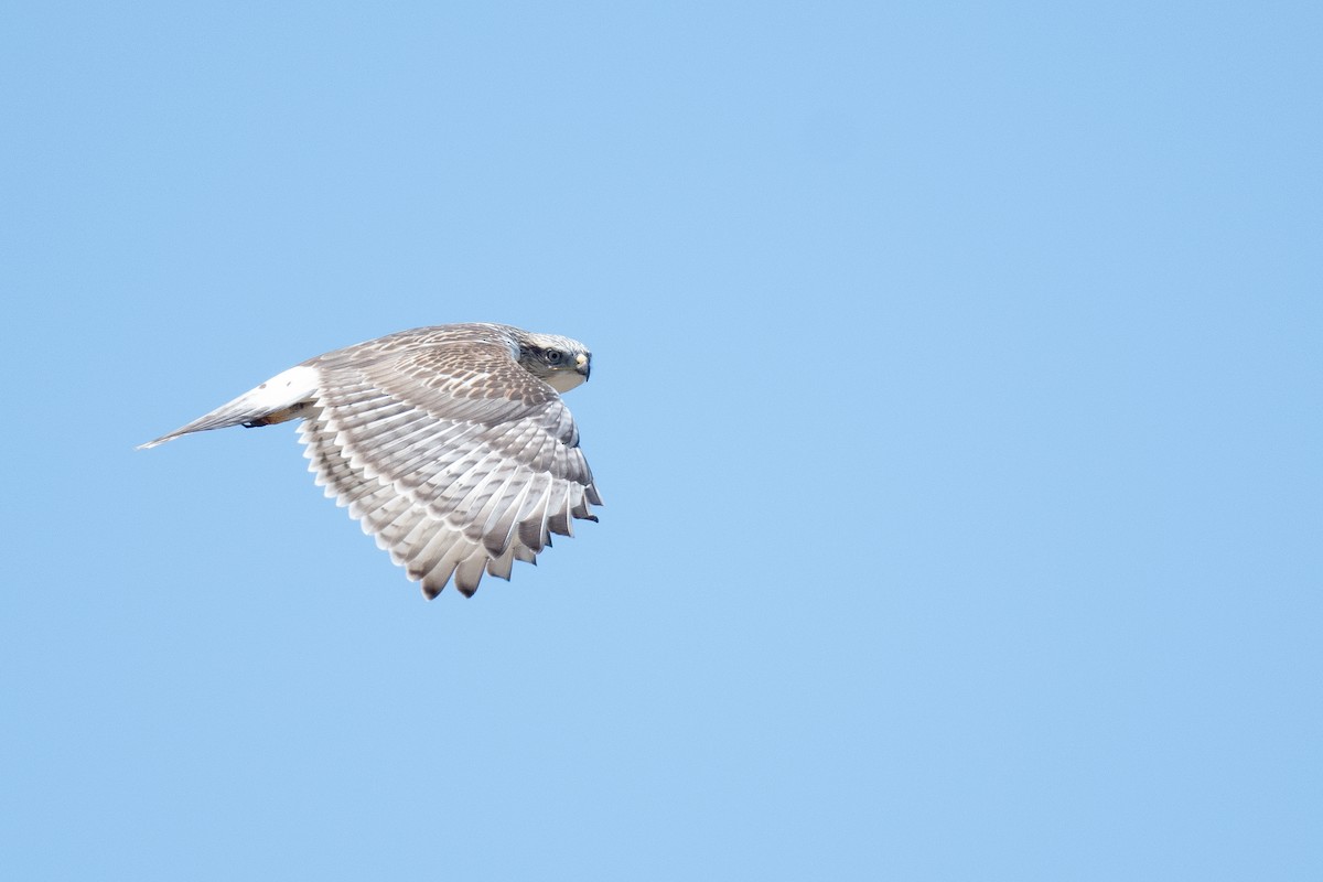 Ferruginous Hawk - ML623041237