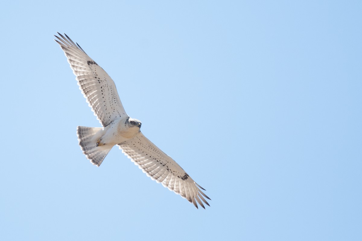 Ferruginous Hawk - ML623041238