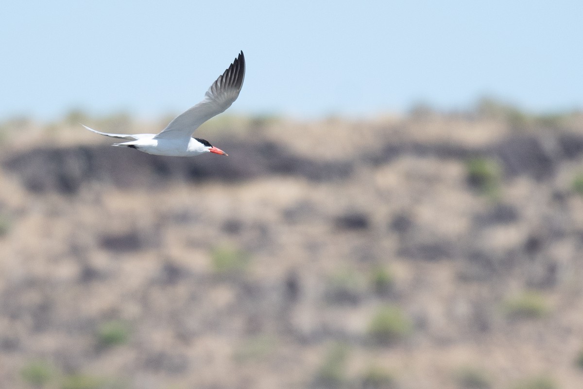 Caspian Tern - ML623041250