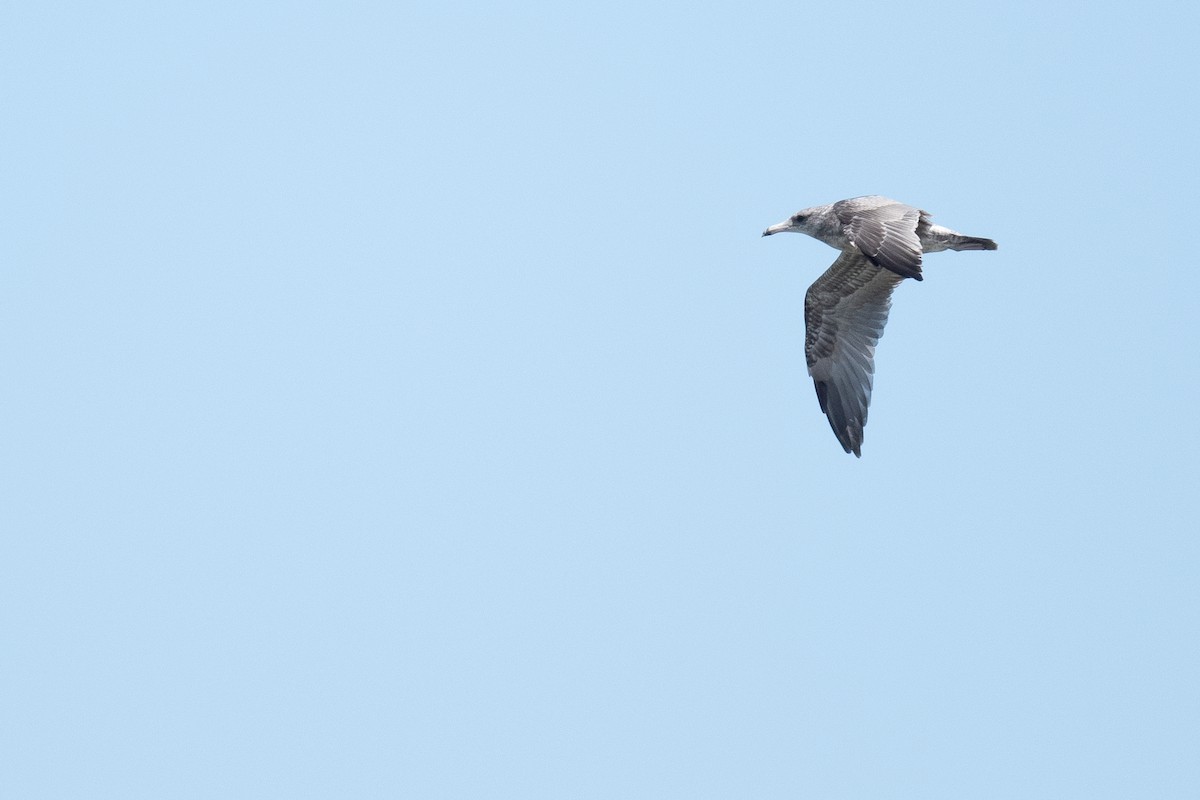 California Gull - ML623041254
