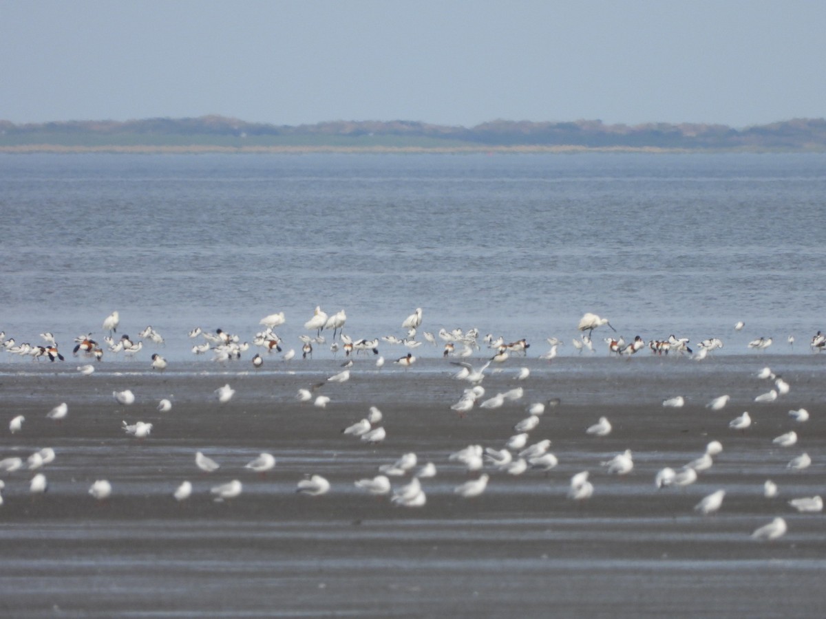 Pied Avocet - ML623041257