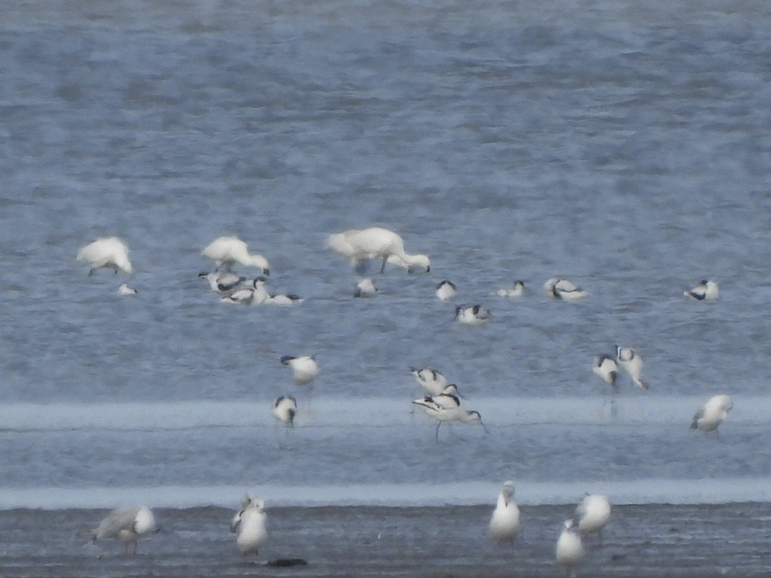 Pied Avocet - Monika Czupryna