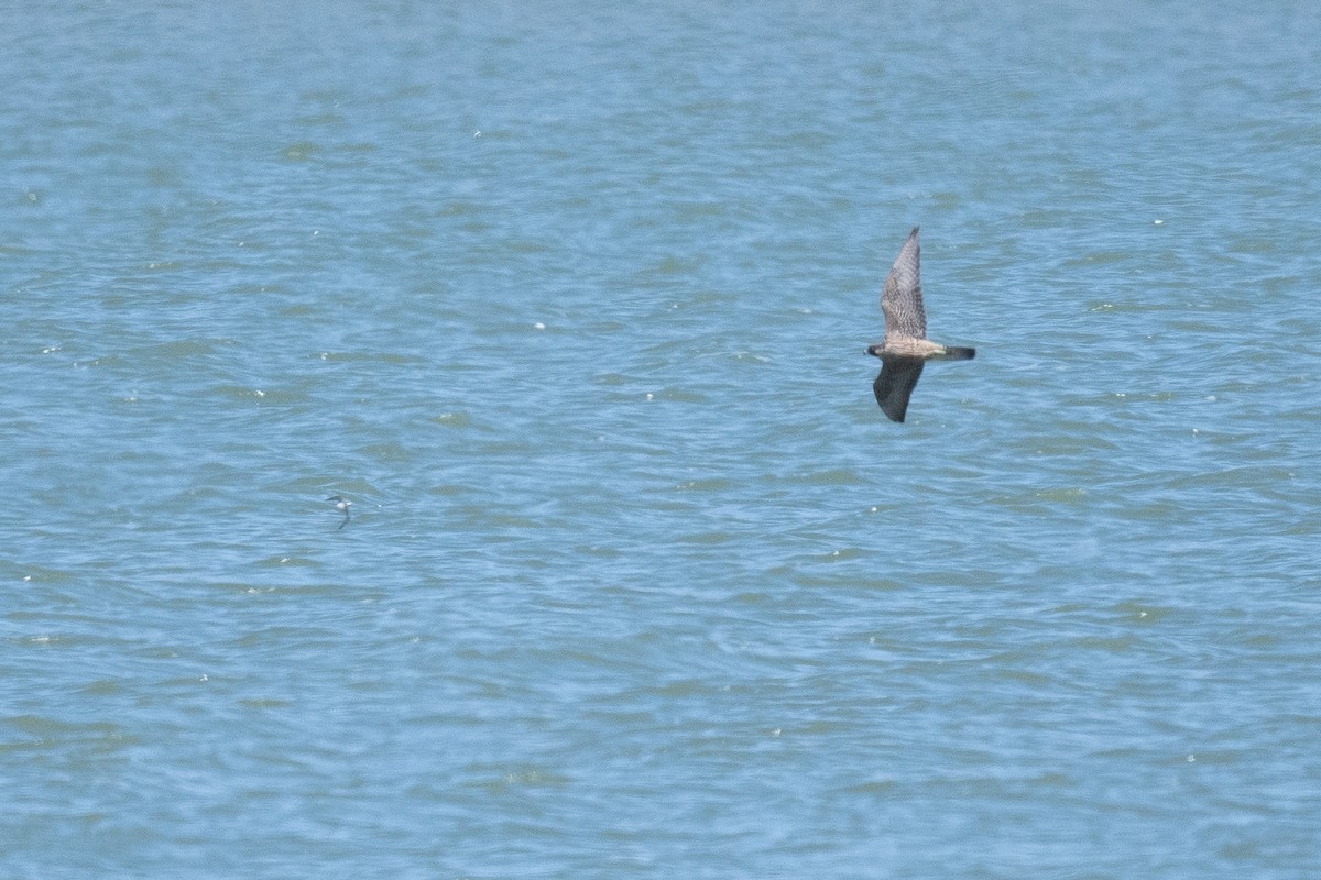 Peregrine Falcon - ML623041264