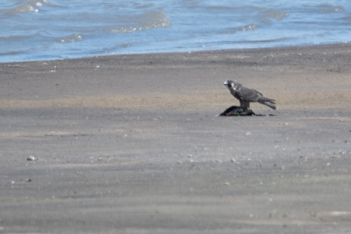 Peregrine Falcon - ML623041265