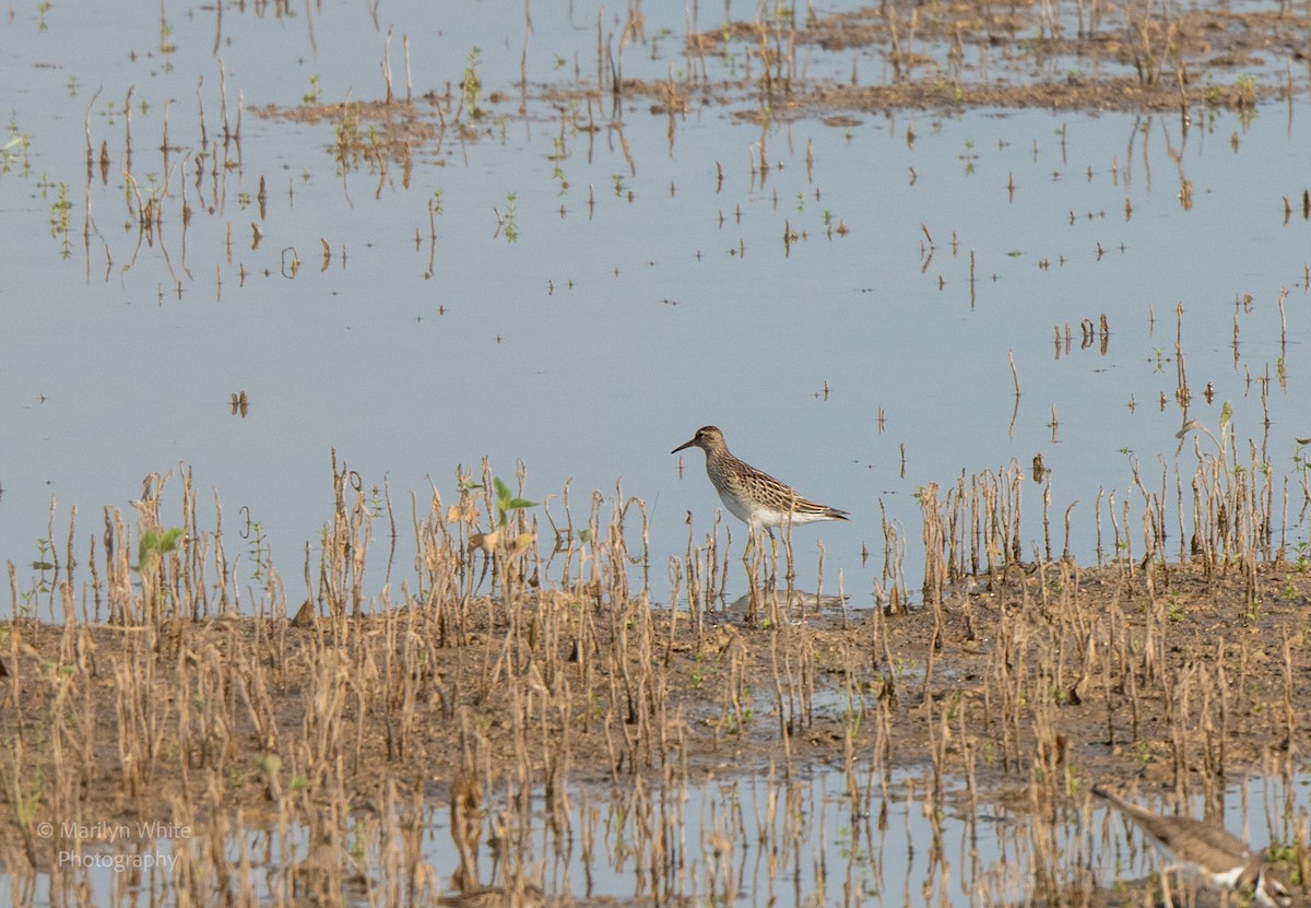 Pectoral Sandpiper - ML623041318