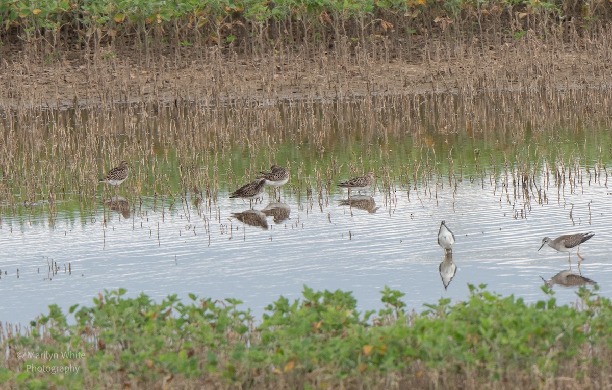 Pectoral Sandpiper - ML623041333