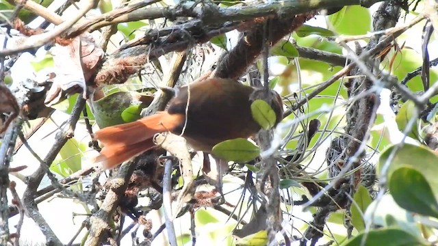 Pallid Spinetail - ML623041340