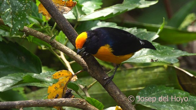 Orange-bellied Euphonia - ML623041365